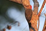 Yucatan Woodpecker